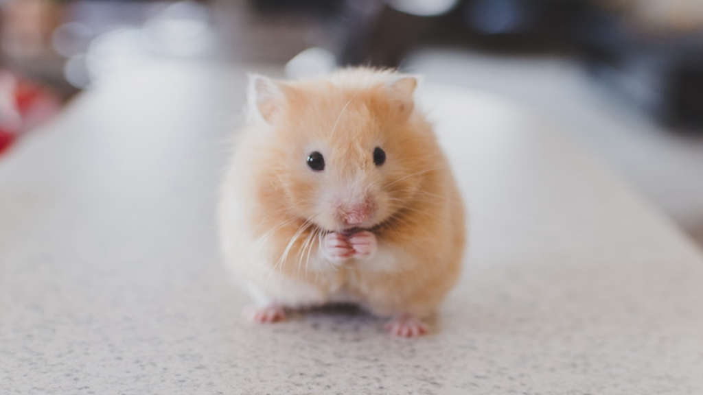 hamster bakımı