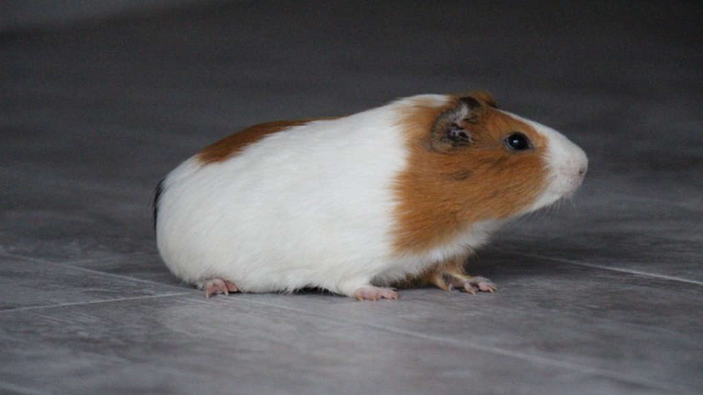 hamster-için-en-iyi-yiyecekler-111.jpeg