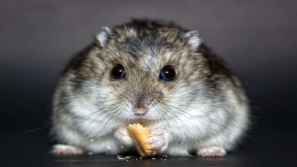 hamster için en iyi yiyecekler