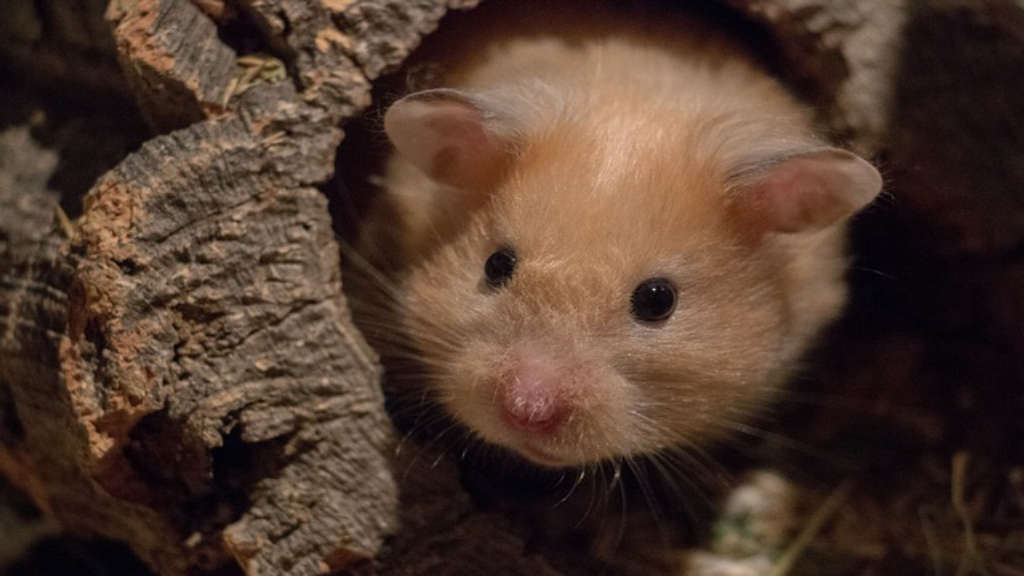 hamster-için-en-iyi-yiyecekler-630.jpeg
