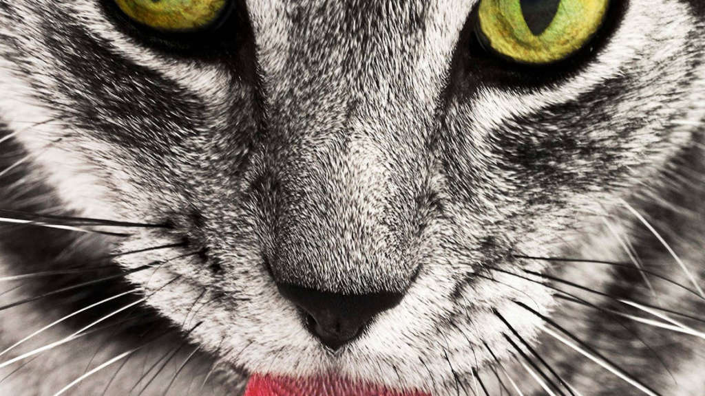 kedi maması