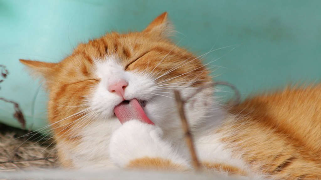 kedi sahiplenme