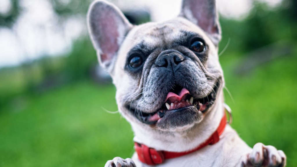 köpek cinsleri
