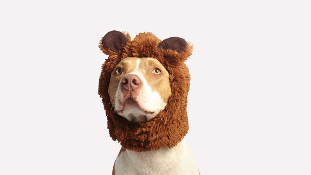 köpek oyunları