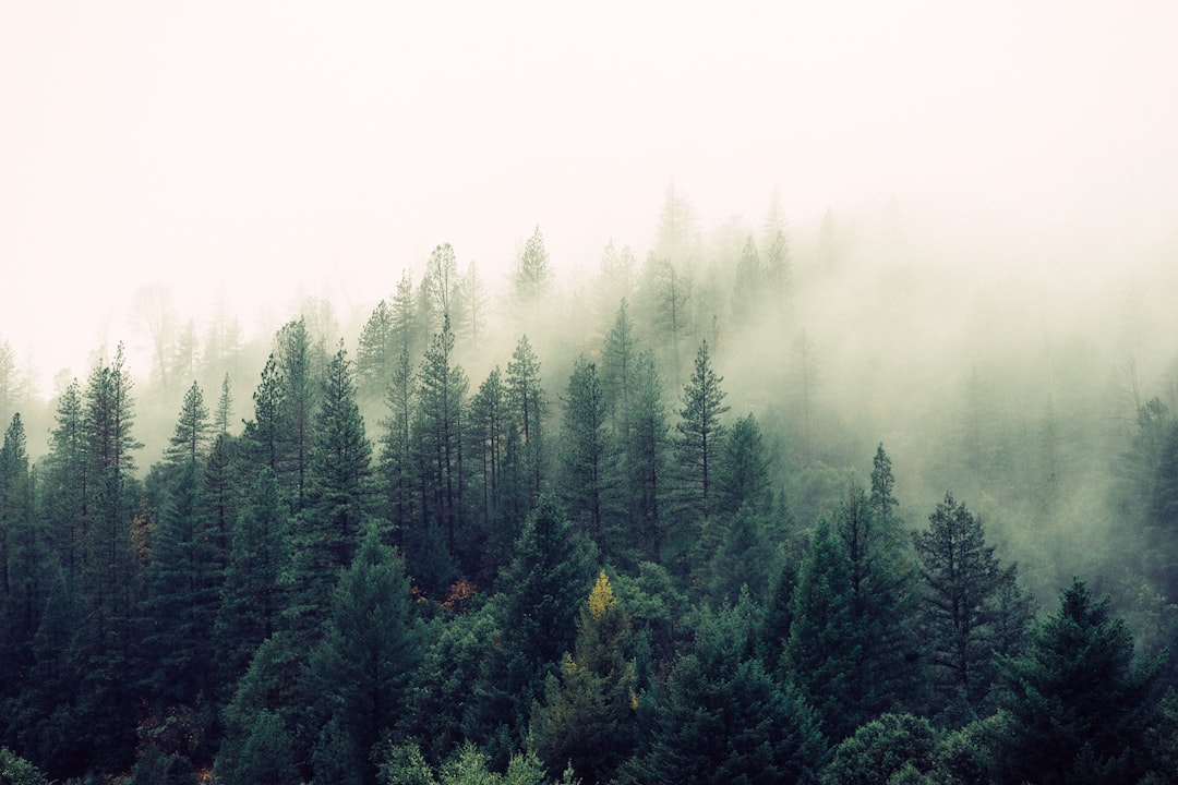 naturaleza imagen 1